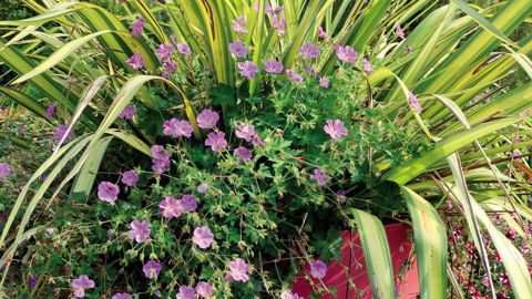 D’année en année, les acteurs du fleurissement cherchent les plantes qui vont tenir, qu’il pleuve ou qu’il fasse sec. Ici une composition – à Astredhor Sud-Ouest, à Villenave-d’Ornon (33), près de Bordeaux – encore en pleine forme le 8 septembre dernier. ©O.Maillard